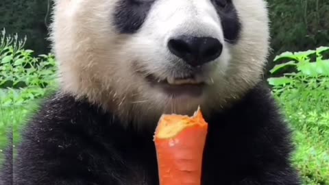 Cute panda eating