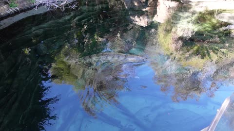 Amphibian enclosure at the San Diego Zoo