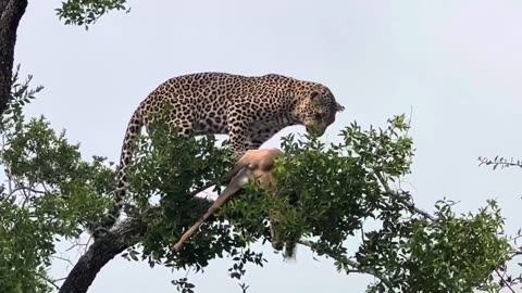 Cheetah Top of The Tree