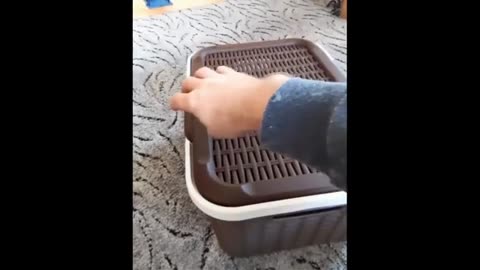 Which pet stole the show for you? Hilarious cats and dogs compilation