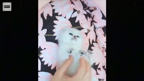 Funny Cute Cat - Try Not To Laugh...