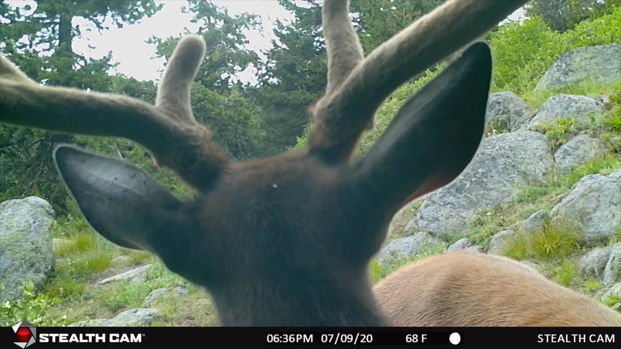 #8. Mark Wisdom - Trail Camera Videos - Eastern Oregon.