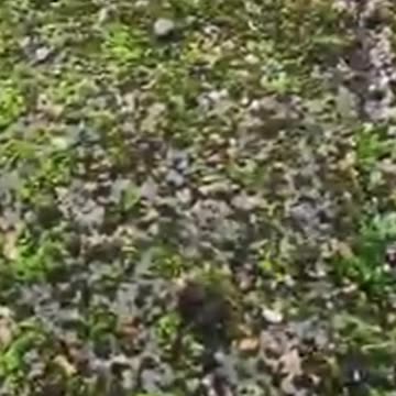 "POV: A Cat's Rooftop Adventure! 🐱😱 (Not for the Faint-Hearted!)