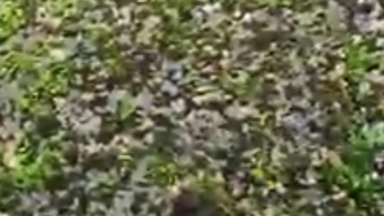 "POV: A Cat's Rooftop Adventure! 🐱😱 (Not for the Faint-Hearted!)