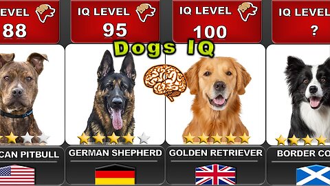 COMPARING THE INTELLIGENCE OF ALL DOGS 🐶 | "IQ LEVELS"