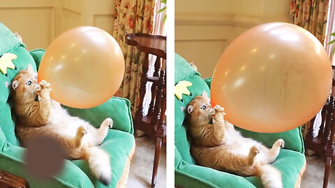 The cat inflates the balloon. What's next?