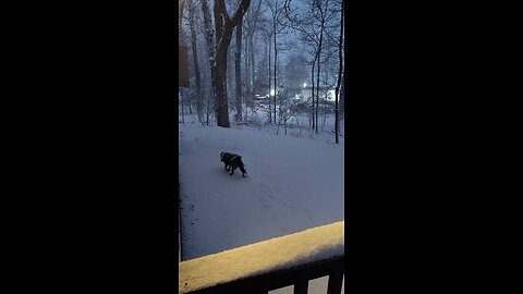 Lily checking out the snow