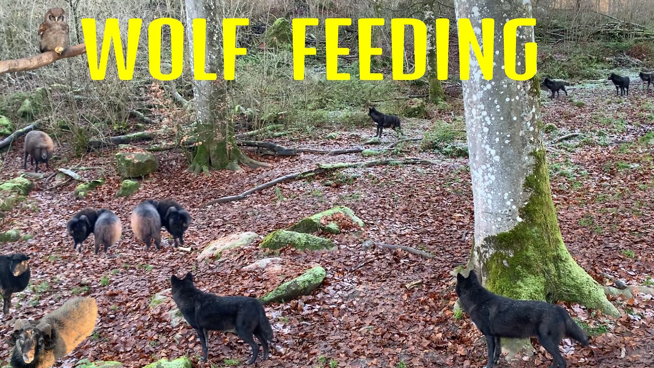 WOLF FEEDING | The Rams Ignore the Danger!