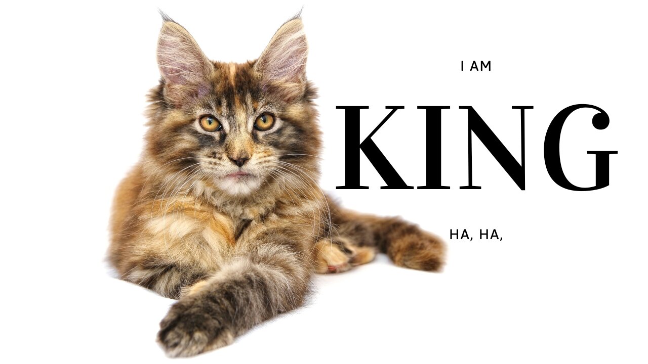 cute kitten #cat #lovecats #cats #catvideos #kittens #catlover #princesscat