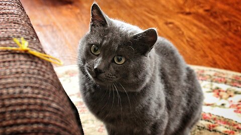 Трогательная песня про любовь серой кошки