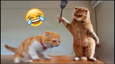 Funny Cat😂😊