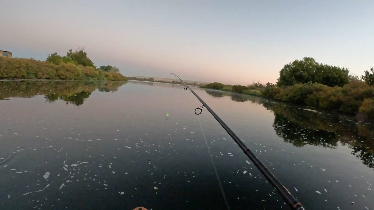 Coho spinner bite