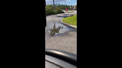 cute birds playing in the puddle