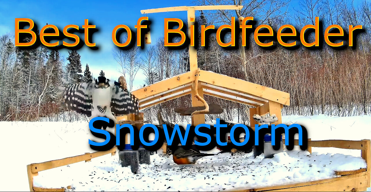 Snowstorm at the Bird Feeder