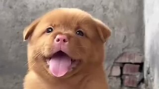 Amazing dogs 🐶 trending video