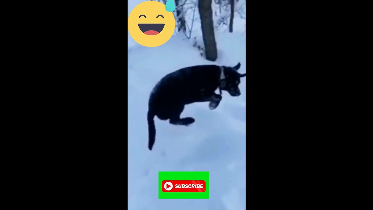 funny animal