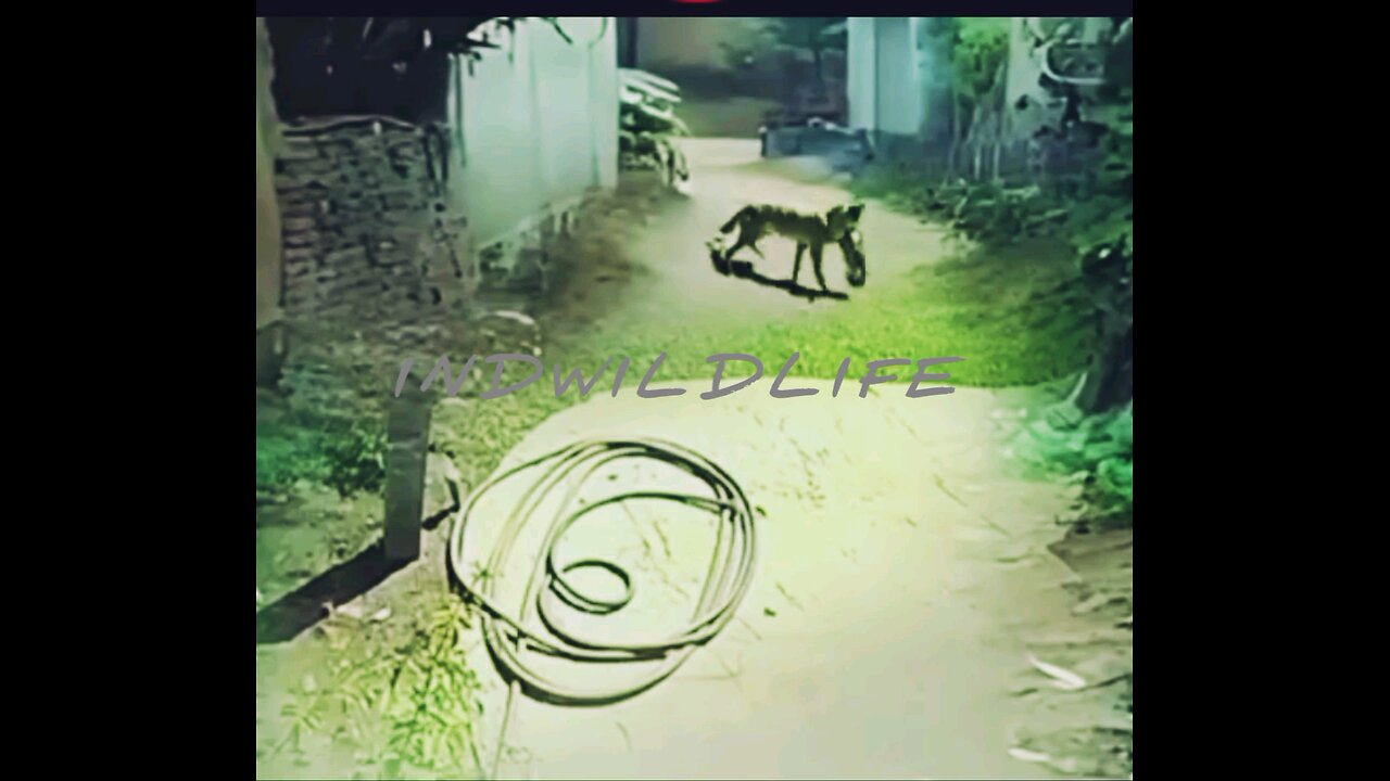 live indiana wildlife Lion Fails To Catch Gazelle In Epic Safari Footage