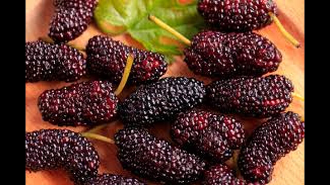 What are the health benefits of mulberries? #MulberryFrenzy