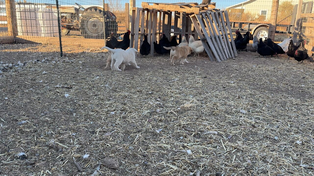 LGD Pups with Chickens