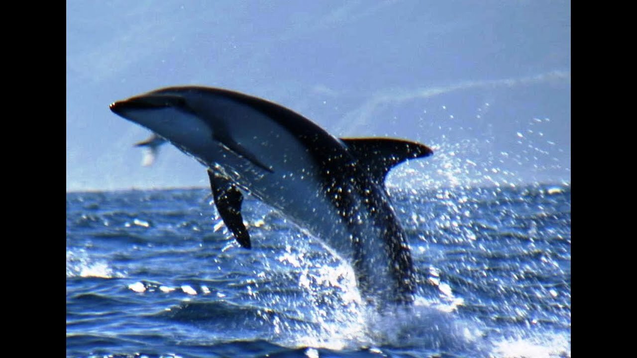 Sperm Whales