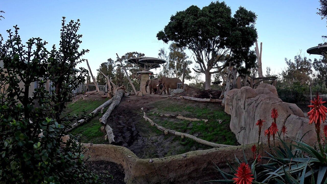 Elephants at the San Diego Zoo