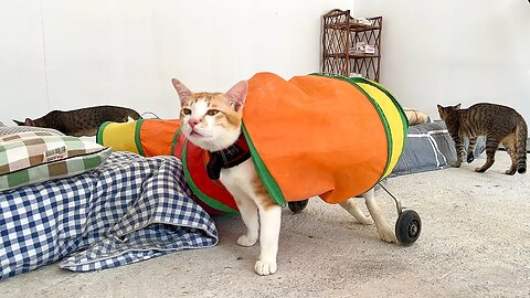 Poor Tony stuck in the Tunnel- The Beautiful Cat Paradise on Countryside !!!