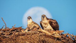 Osprey Family Dinner with a Moon Background