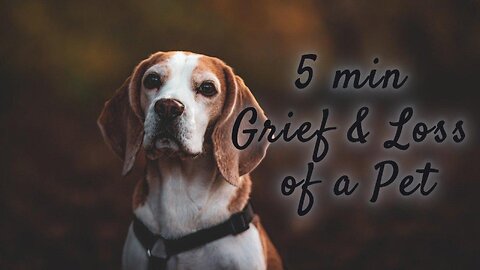 🙏❤️‍🩹HEAL Your Heart with this Pet Loss Meditation❤️‍🩹🙏