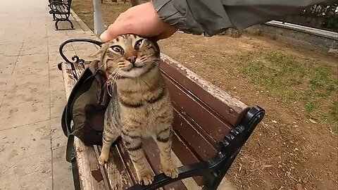 Stray cat asking for affection in a cute way