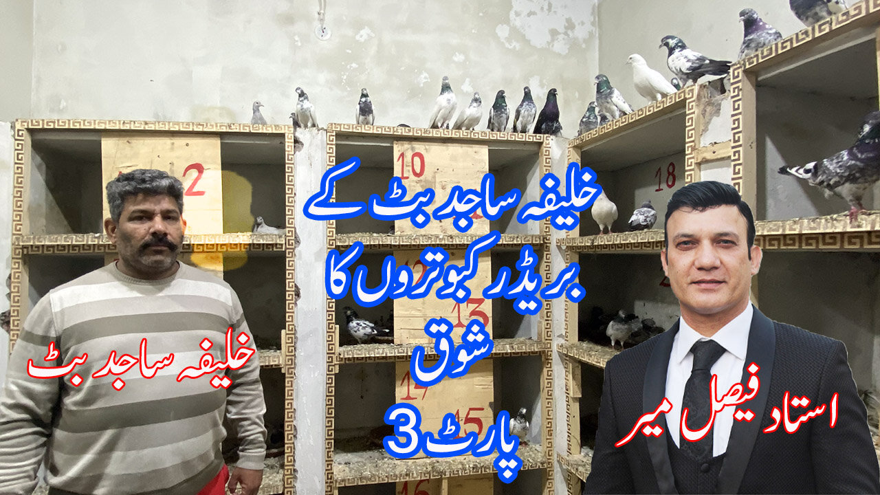 Last Part Of Khalifa Sajid Butt's Pigeons Watch In HD Urdu/Hindi