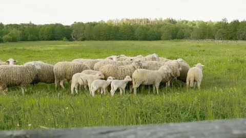 Sheep 🐑 video || sheep voice