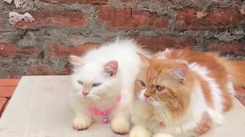 Funny cat videos 🤣