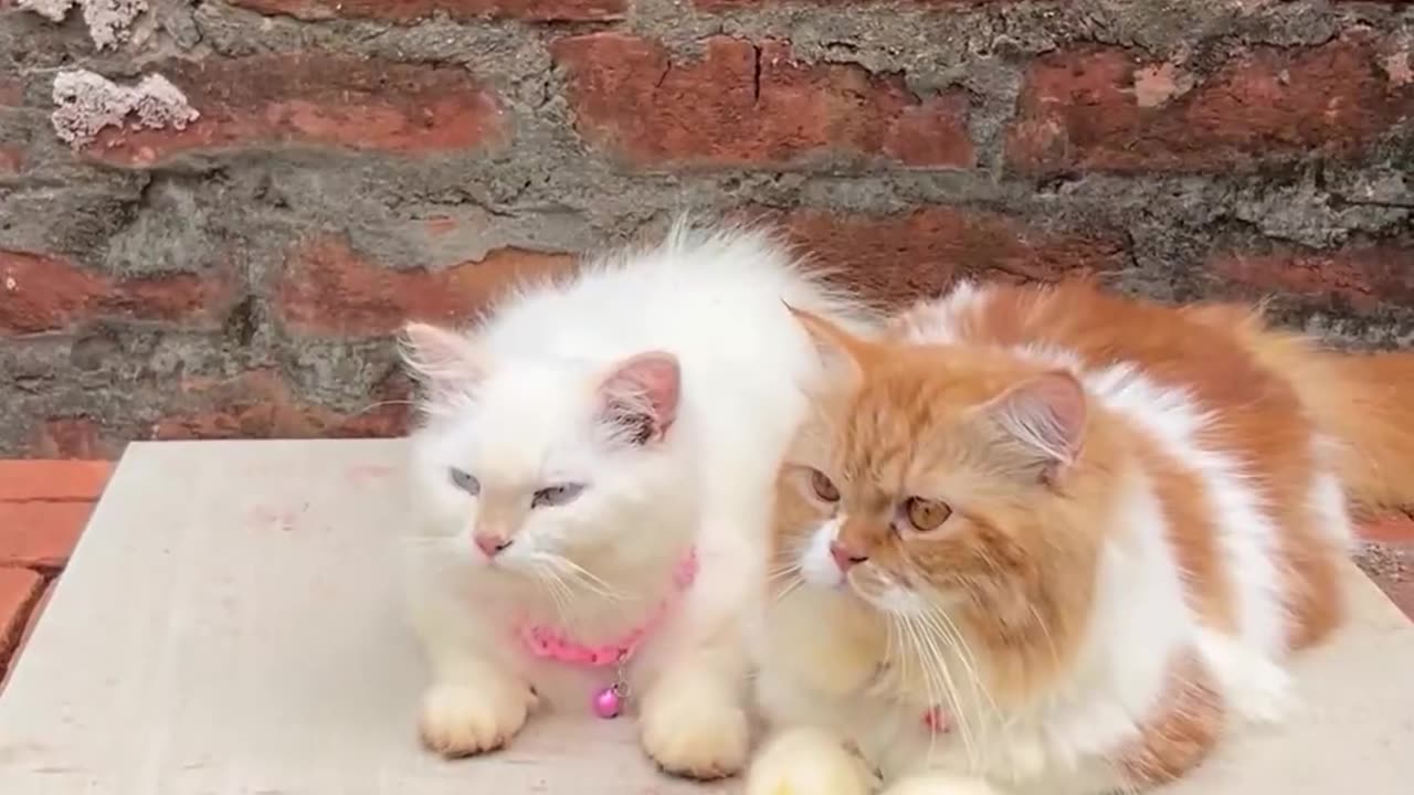 Funny cat videos 🤣