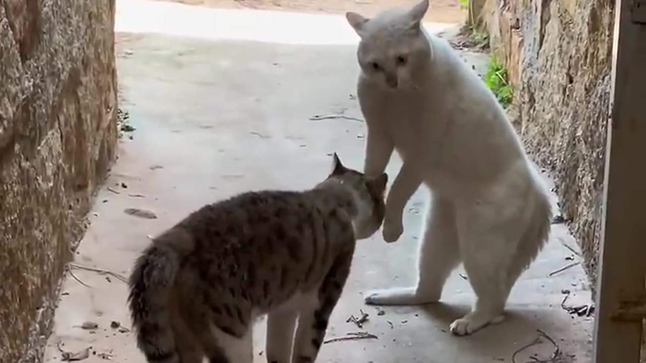 WHICH CAT WILL WIN THE FIGHT?