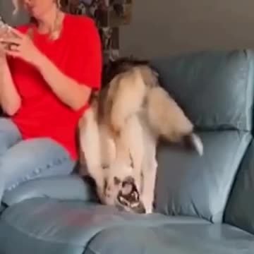 Funniest Video Compilation | Try Not to Laugh! 😂