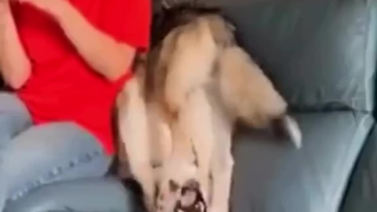 Funniest Video Compilation | Try Not to Laugh! 😂