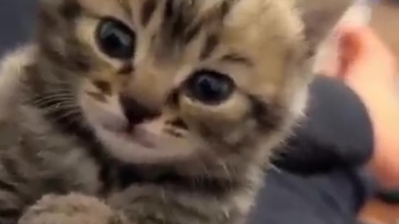 Whisker Wonderland: The Ultimate Cat Entertainment Video