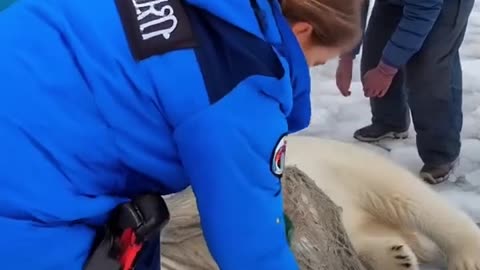 Watch How a Bear Was Rescued