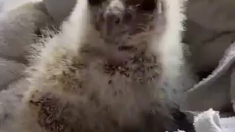 "Heartwarming Rescue: Baby Owl Saved😭😭 by Man and His Dogs"