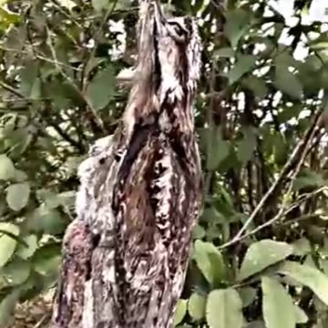 Camouflage Human Vs Animal #animals #trending #edit #trollface #troll #viralshorts