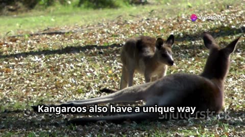 The truth about kangaroos that you don't know