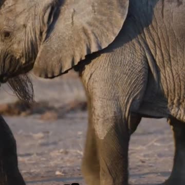 The Cutest Baby Animals in the Wild – You’ll Melt! 🍼🐾