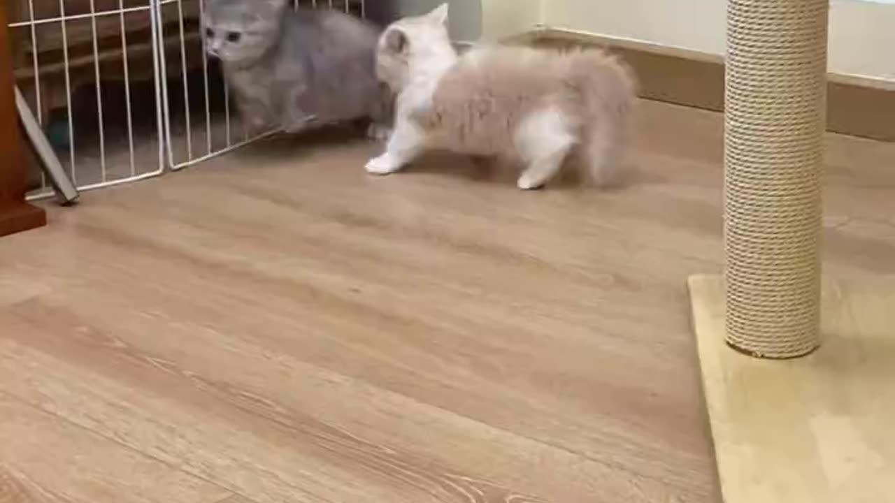 Cute cat video