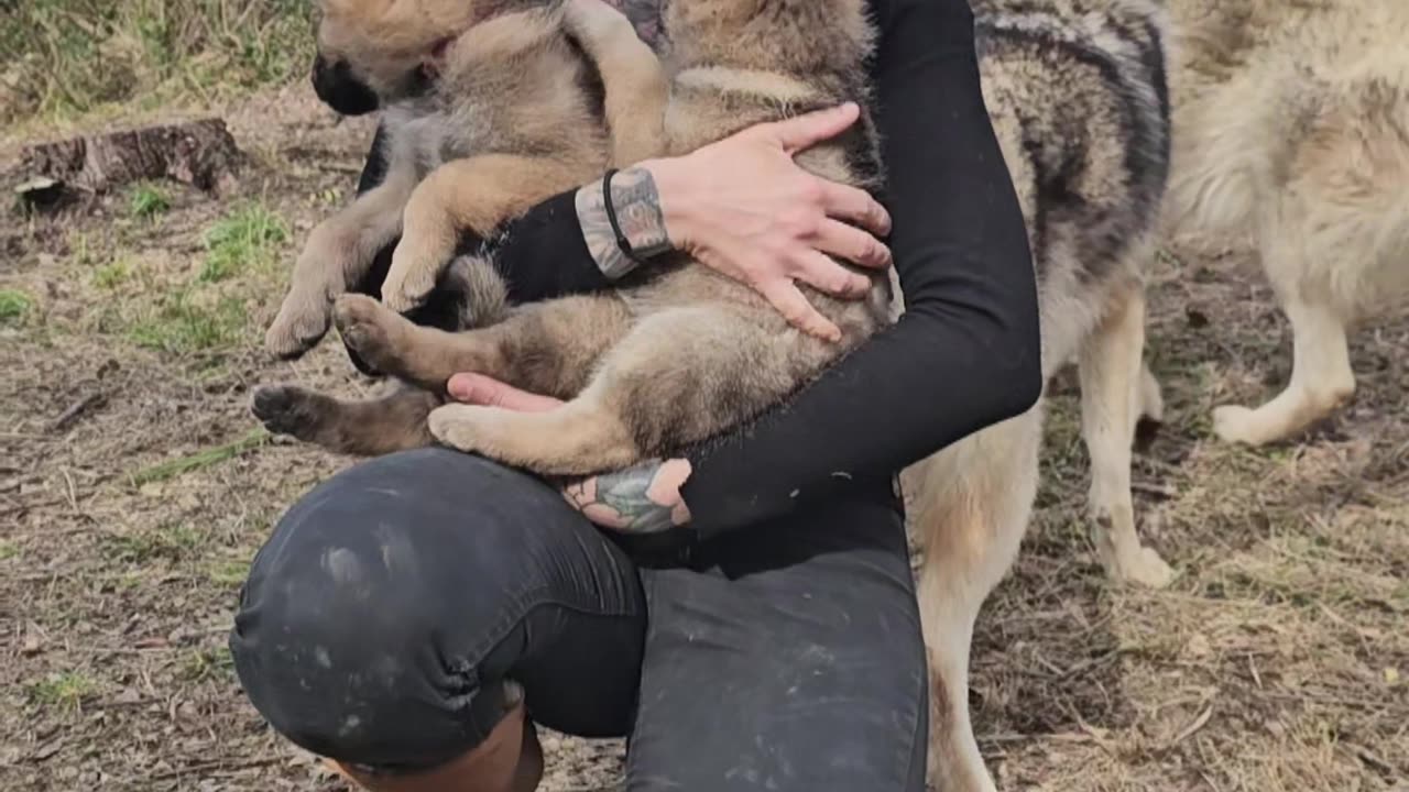 Wolf Protects Woman Cuddling Puppies