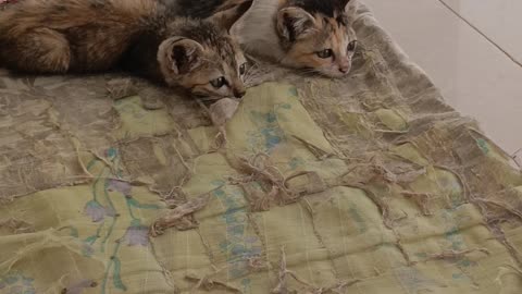 Cute kittens goes wild