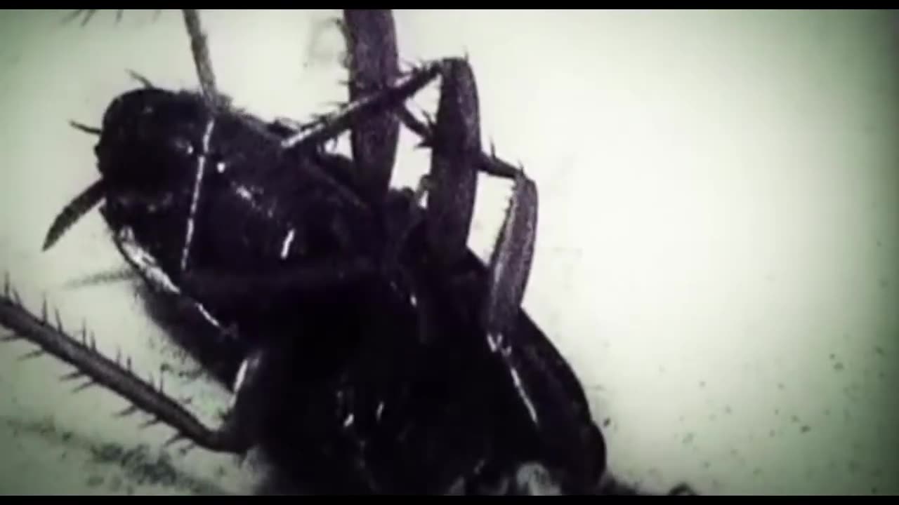 THE EXOTIC PSYCHOTIC SHOCK-O-HOLIC WORLD OF THE ALIEN PUPPETS AND THE HYBRID BABY MOTHERS