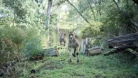 Kangaroos