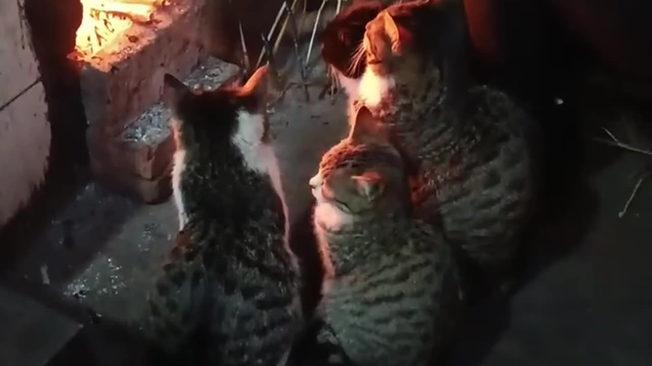 "Such a heartwarming companionship; the cat and the elderly."
