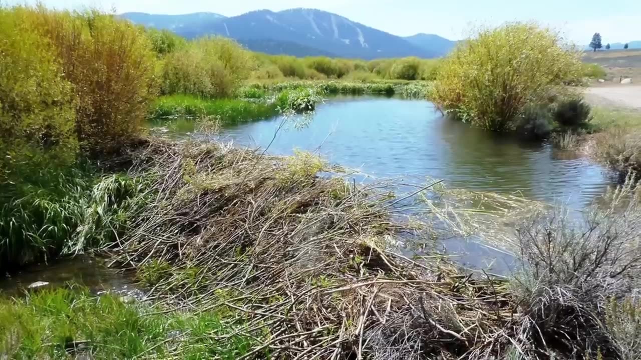 U.S. Releases 14 Canadian Wolves Into the Wild and Saves $94 Billion