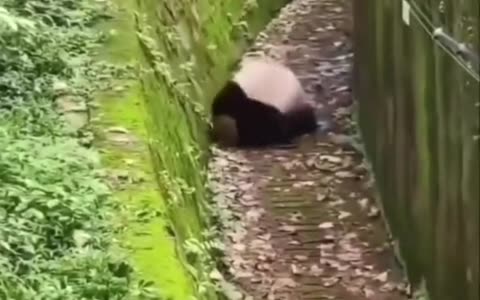 Cute panda